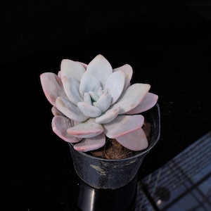 Echeveria Snow Bunny | Live Potted Collection - For Indoor & Outdoor Decor