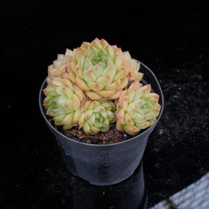 Echeveria Malgan | Live Potted Collection - For Indoor & Outdoor Decor