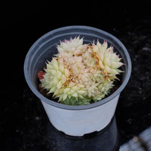 Echeveria Maimang | Live Potted Collection - For Indoor & Outdoor Decor