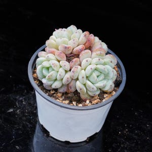 Echeveria Mohican Viyant | Live Potted Collection - For Indoor & Outdoor Decor