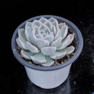 Echeveria Snowball Variegated | Live Potted Collection - For Indoor & Outdoor Decor