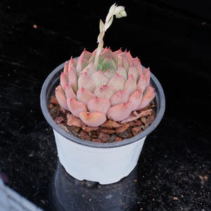 Echeveria Madam Rose | Live Potted Collection - For Indoor & Outdoor Decor