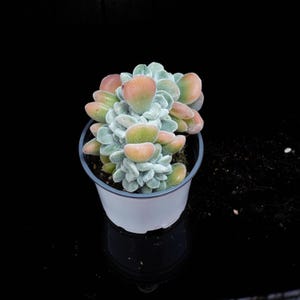 cheap plastic plant pots large Large Nursery Containers