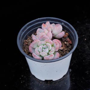 Echeveria Snow | Live Potted Collection - For Indoor & Outdoor Decor