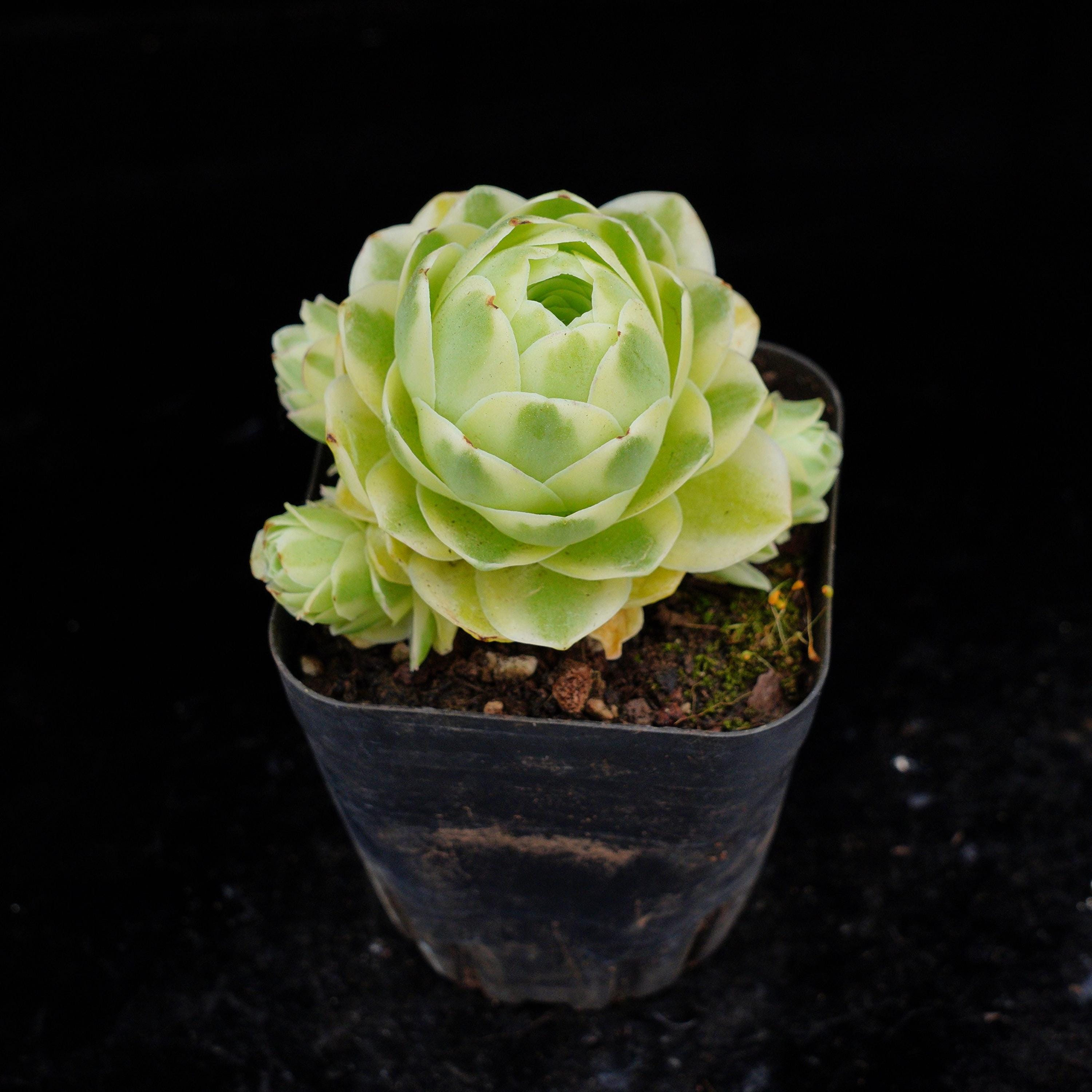 Mountain Rose Sukkulenten Winterhart - Echte Bergrose Mehrjährig Für Garten & Balkon