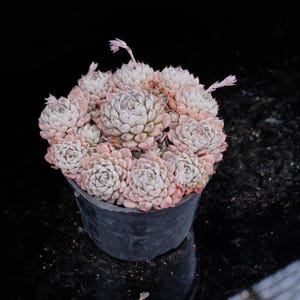 Echeveria Setosa | Live Potted Collection - For Indoor & Outdoor Decor