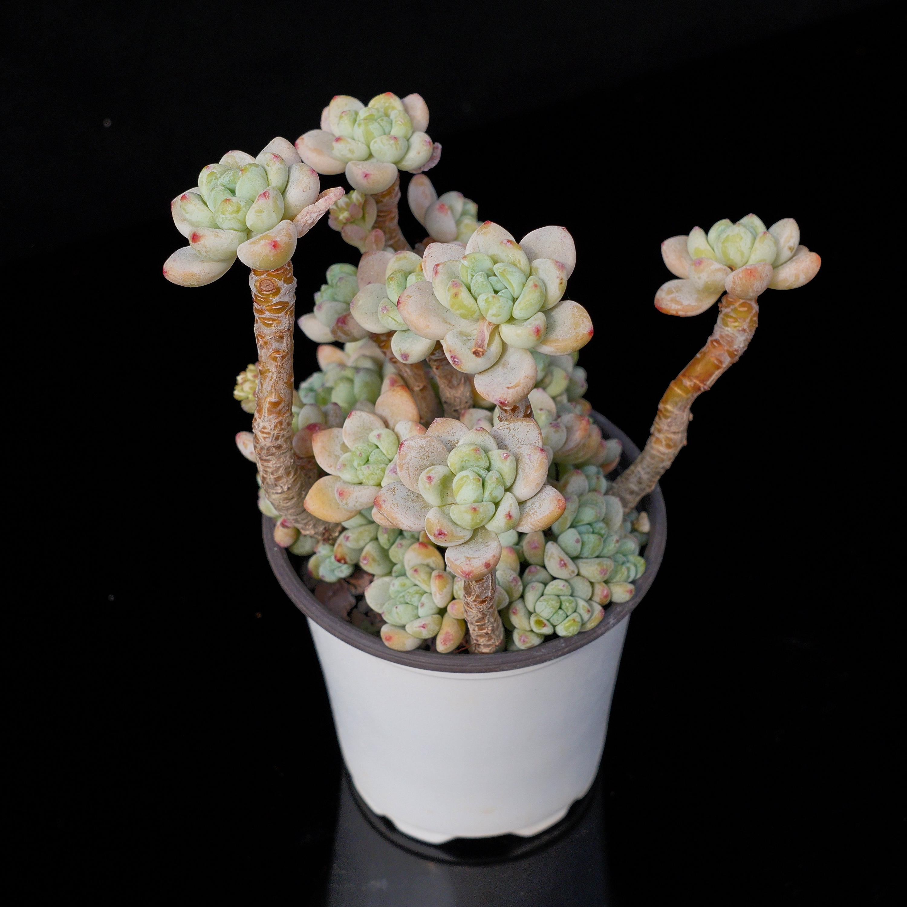 エケベリア・セダム hgcpdmiracle 楽天市場】多肉植物 sbセダム ブラックベリー 多肉植物