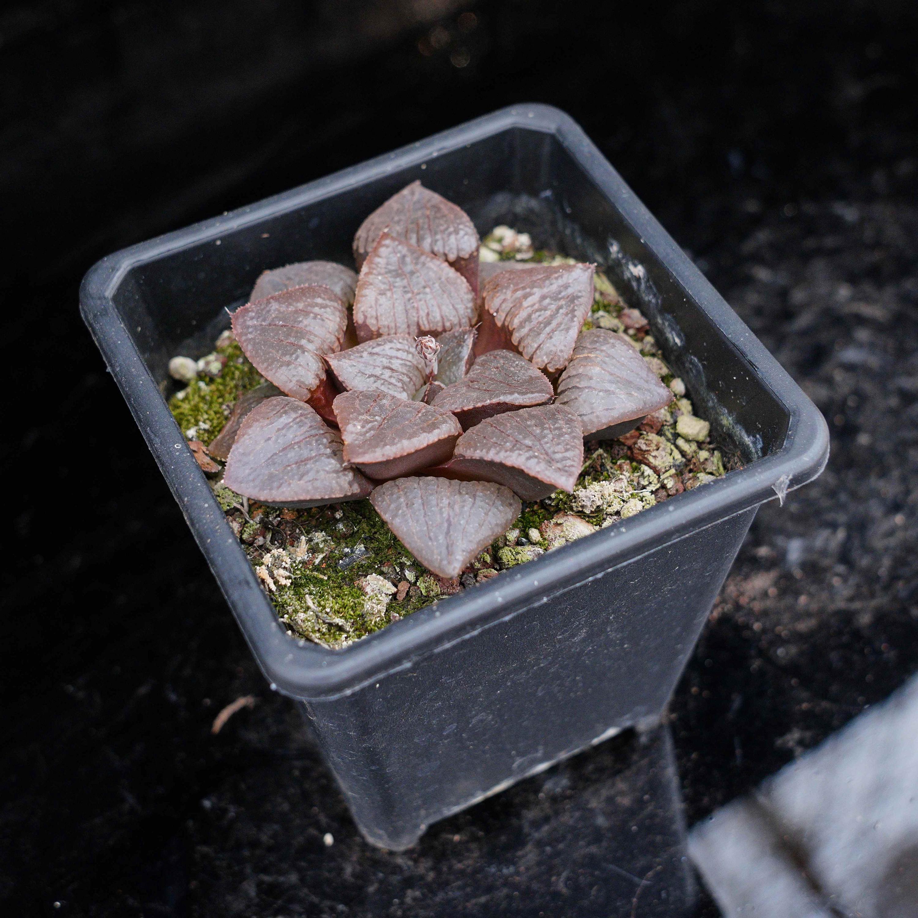 ハオルチア カンタロープアイランド | 鉢植えコレクション - 屋内外の