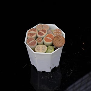 May include: A white, geometric planter filled with a variety of colorful Lithops succulents. The succulents display a range of colors, including tan, orange, and green, with unique patterns. The planter sits on a reflective black surface.