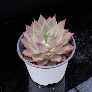 Echeveria Red Madiba | Live Potted Collection - For Indoor & Outdoor Decor
