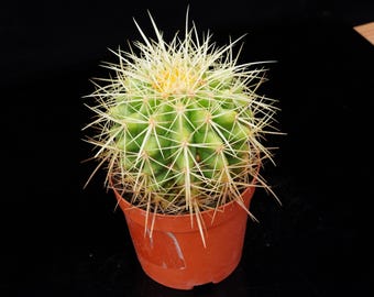 Golden Barrel Cactus | Live Potted Collection - For Indoor & Outdoor Decor, Bare Root Plant