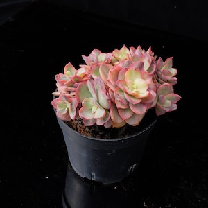 Echeveria Suyon Variegated | Live Potted Collection - For Indoor & Outdoor Decor