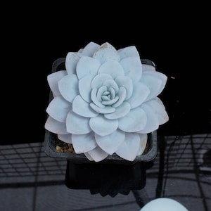 May include: A pale blue succulent plant in a square black pot. The succulent has layered, petal-like leaves forming a rosette shape. The plant sits on a reflective black surface, with a dark background.