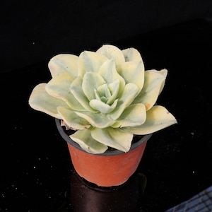 Echeveria moon river | Live Potted Collection - For Indoor & Outdoor Decor