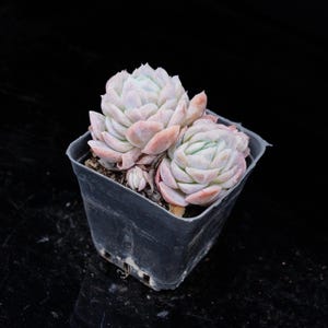 Echeveria Sina | Live Potted Collection - For Indoor & Outdoor Decor