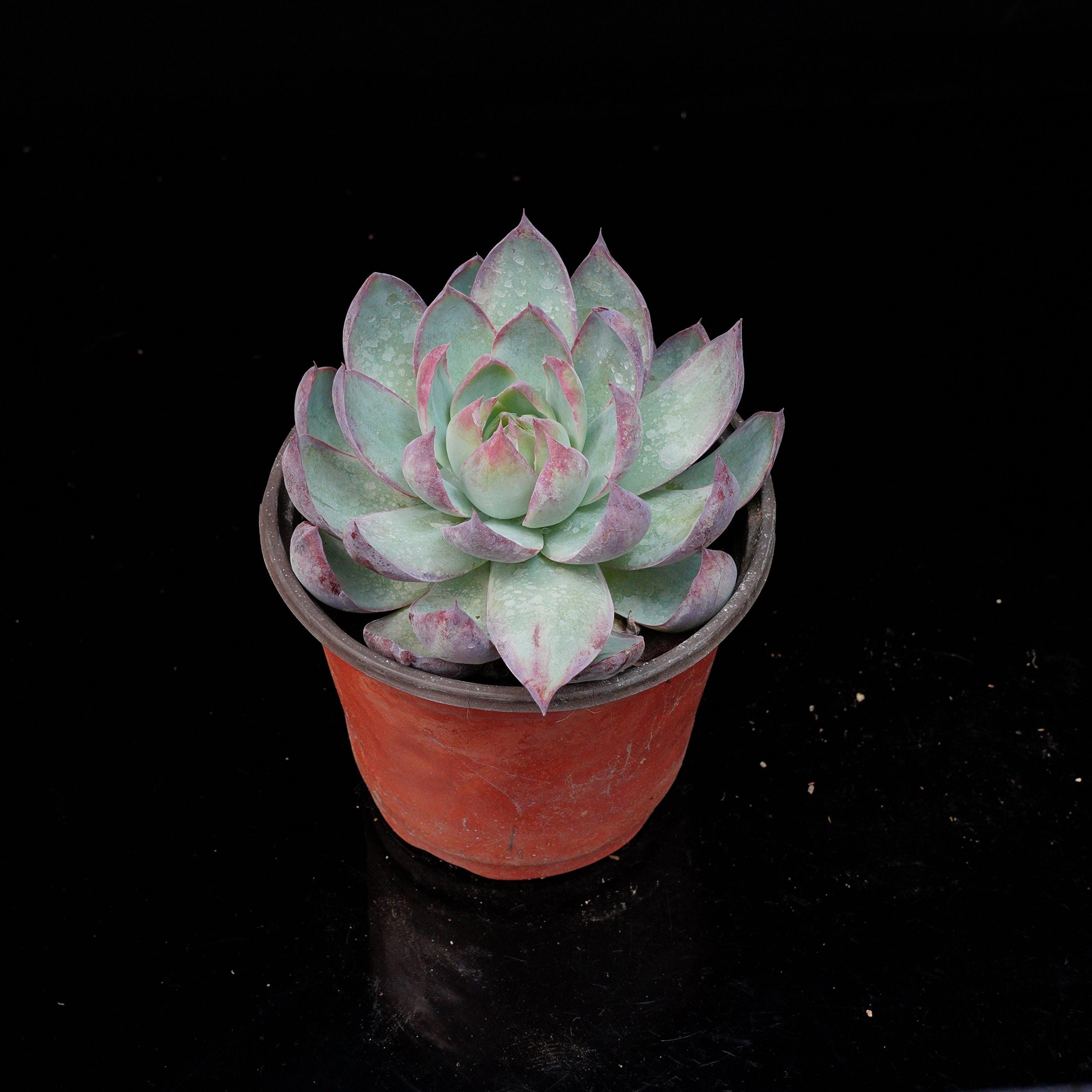 Echeveria casio - Etsy 日本