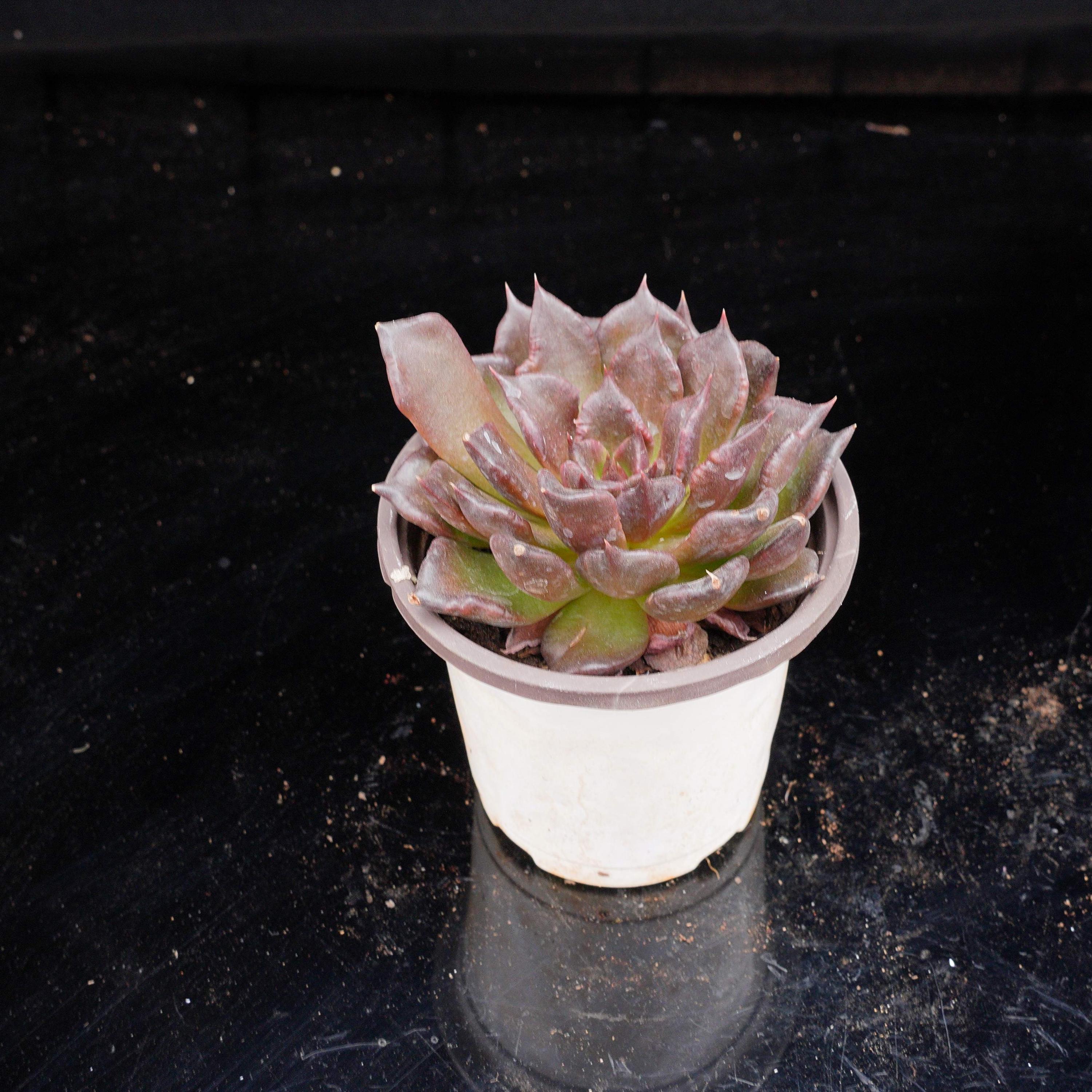 Echeveria madiba - Etsy 日本