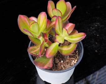 アエオニウム・ライチ - 生きた植物、P164 - Etsy 日本