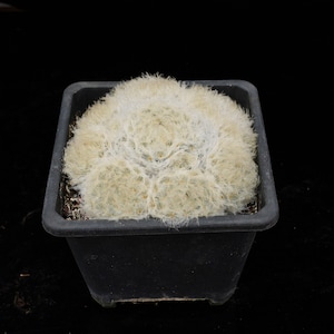May include: A small, round, white, fuzzy cactus with dense, hair-like spines covering its surface, planted in a square, black plastic pot filled with dark soil. The plant has a compact, multi-lobed structure that fills the container completely.