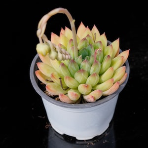 Echeveria Oracle | Live Potted Collection - For Indoor & Outdoor Decor