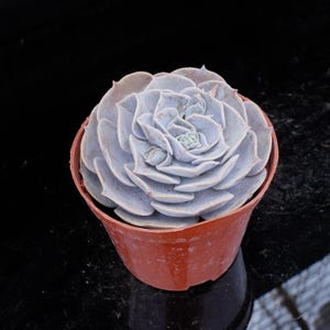 Echeveria Pollux | Live Potted Collection - For Indoor & Outdoor Decor