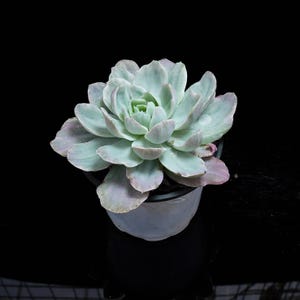 Może przedstawiać: Roślina sukulent w doniczce, o jasnozielonych i fioletowych liściach. Roślina znajduje się w małej, jasnoniebieskiej doniczce na czarnym tle. Układ liści w rozetę jest dobrze widoczny, a zbliżenie podkreśla fakturę i szczegóły rośliny.