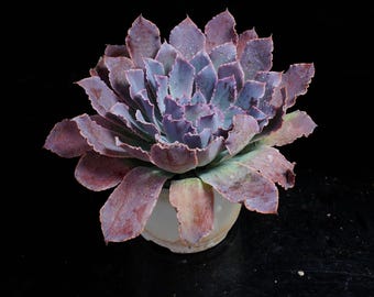 エケベリア シャビアナ トリュフ、多肉植物、多肉植物ギフト - Etsy 日本