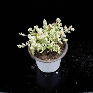 May include: A small potted succulent plant with pale green and pinkish leaves. The plant is in a white pot with a brown rim, set against a black background. The plant's leaves have a unique, textured appearance.