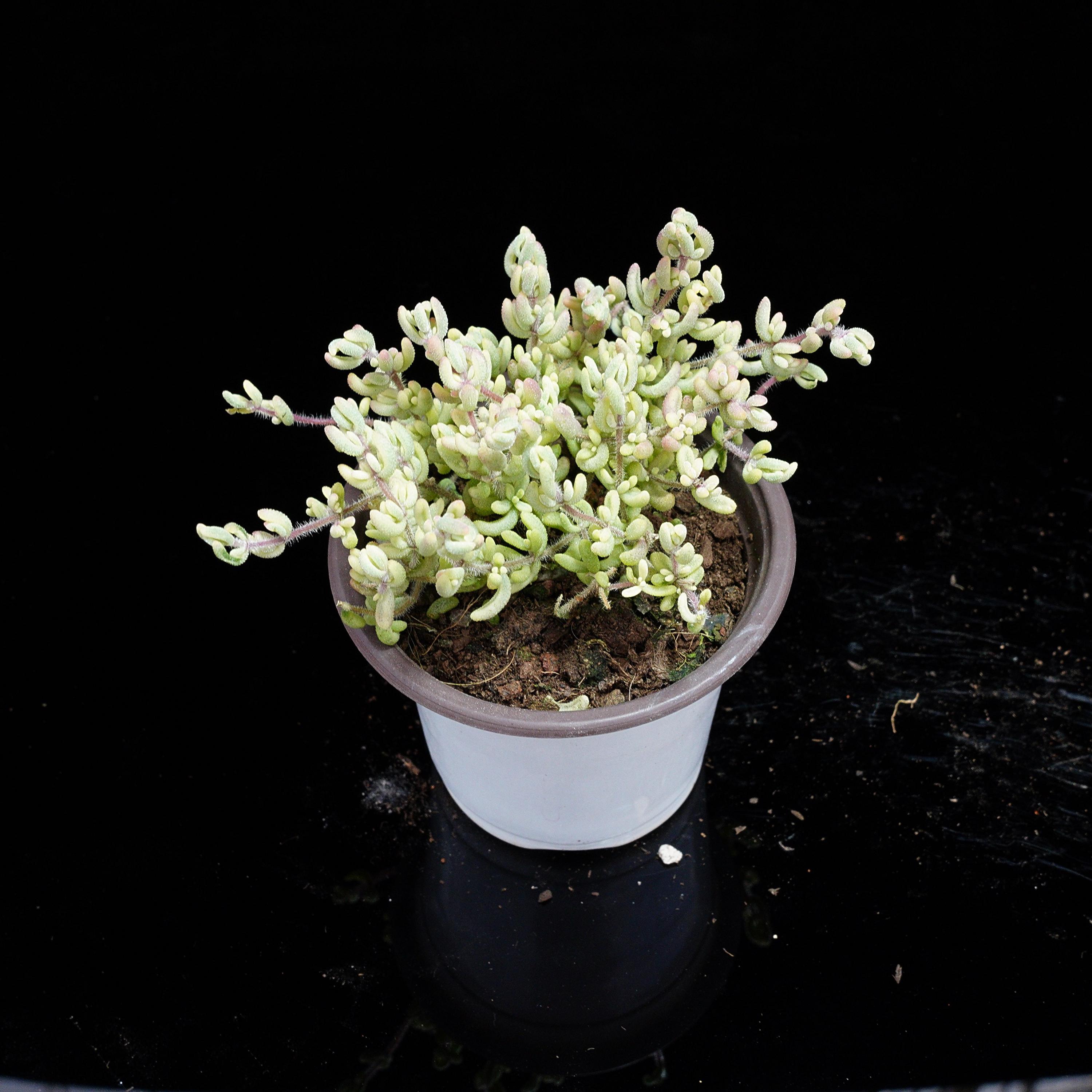 Drosanthemum - Etsy 日本