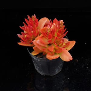 以下が含まれることがあります： オレンジと赤色の葉を持つ多肉植物で、黒い容器に入っています。植物には、小さな黄色のつぼみを持つ複数の花の茎があります。背景は無地です。