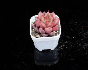 パキベリア レッド エンジェルズ フィンガー - 生きた多肉植物 - Etsy 日本