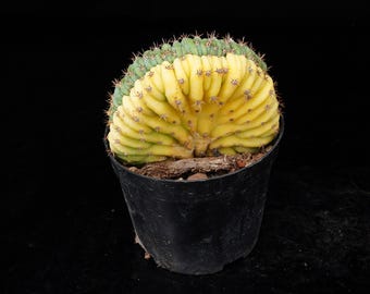 Gymnocalycium Cristata Variegata / Collezione di piante vive in vaso - Per decorazioni interne ed esterne, pianta a radice nuda