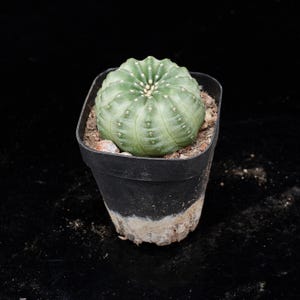 May include: A small, round, green cactus with distinct vertical ribs and tiny white spines, planted in a black plastic square pot filled with soil. The pot has a weathered, light-coloured residue near the base, contrasting with the dark soil.