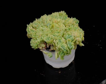 Echeveria Berry Crested / Colección en maceta viva - Para decoración de interiores y exteriores