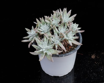 生きた多肉植物 - 珍しい多肉植物 - ダドリア グリネイ ホワイト