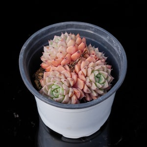Echeveria Sara rose  | Live Potted Collection - For Indoor & Outdoor Decor