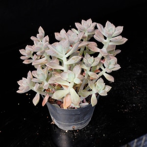 Graptopetalum Purple Haze | Collection Live Potted - Pour une décoration intérieure et extérieure
