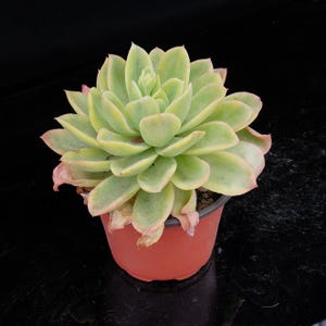 Echeveria Golden Glow Variegated | Live Potted Collection - For Indoor & Outdoor Decor