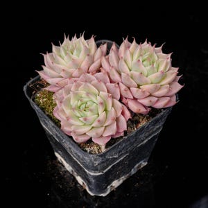Echeveria Margaret Variegated | Live Potted Collection - For Indoor & Outdoor Decor