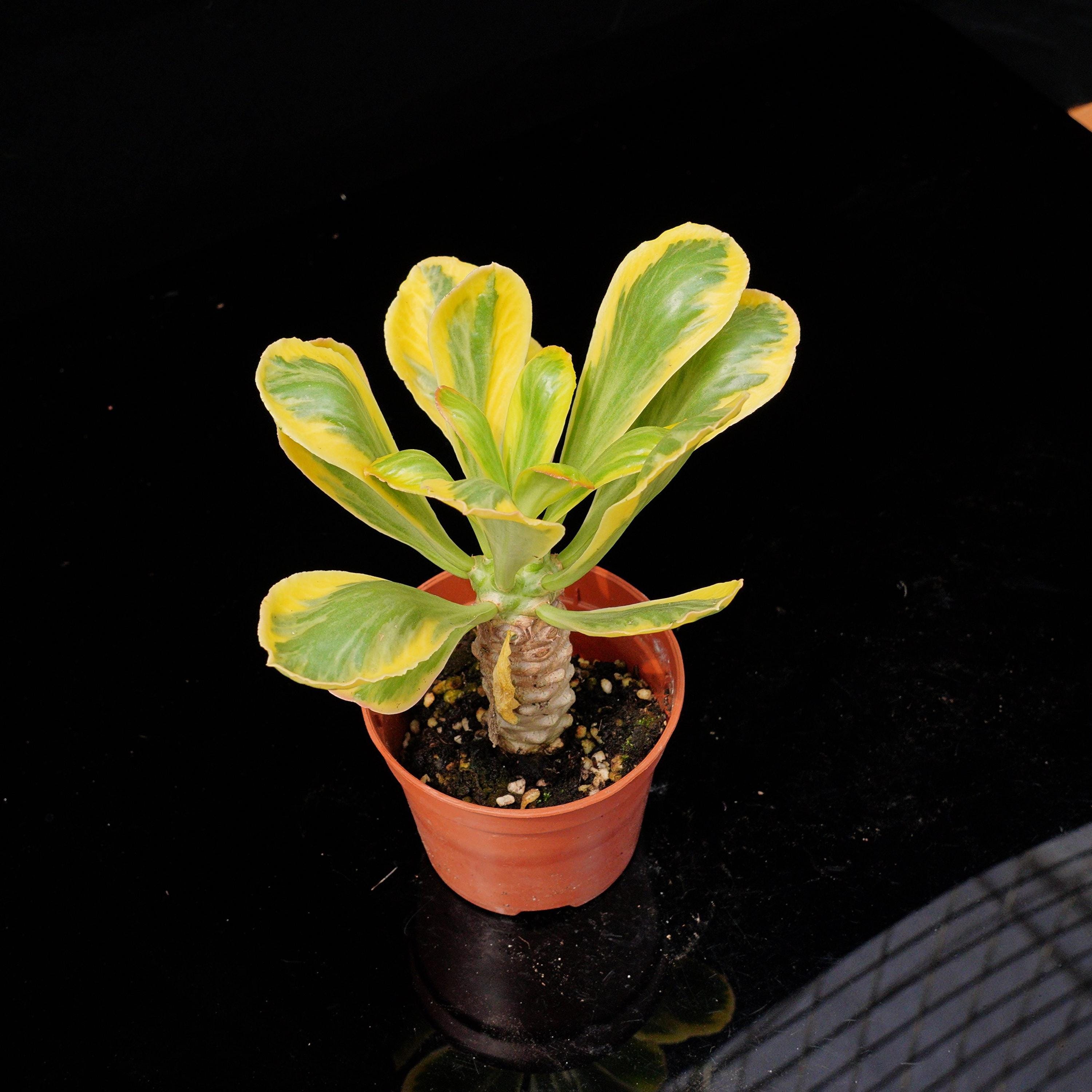 Euphorbia seeds - Etsy 日本
