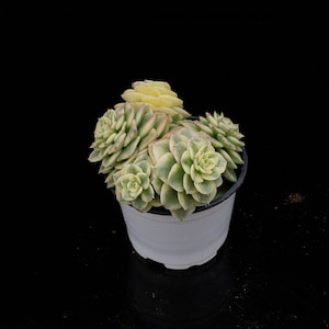 May include: A potted succulent plant with pale green and cream-colored leaves. The plant is in a white plastic pot against a black background. The leaves have a slight pink hue on the edges.