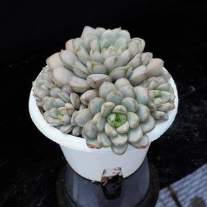 Graptoveria Amethorum | Live Potted Collection - For Indoor & Outdoor Decor
