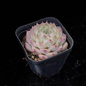 Echeveria Red Queen | Live Potted Collection - For Indoor & Outdoor Decor