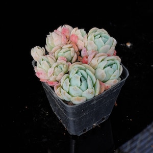 Echeveria Elegans Berry | Live Potted Collection - For Indoor & Outdoor Decor