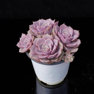 Echeveria pink butterfly | Live Potted Collection - For Indoor & Outdoor Decor