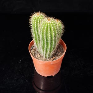 May include: A multi-stemmed green cactus with vertical ribs and sharp spines planted in a simple terracotta-colored plastic pot. The plant features three distinct columns of varying heights, all covered in fine, light-colored needles.