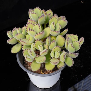 Cotyledon tomentosa | Live Potted Collection - For Indoor & Outdoor Decor
