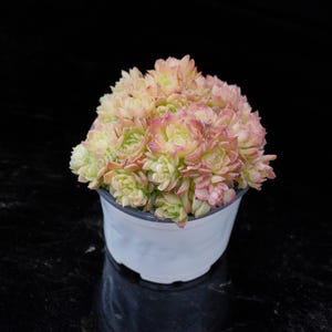 Echeveria Aduriel | Live Potted Collection - For Indoor & Outdoor Decor