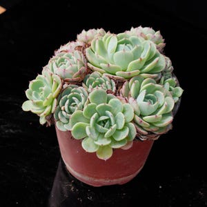 Echeveria Secunda | Live Potted Collection - For Indoor & Outdoor Decor