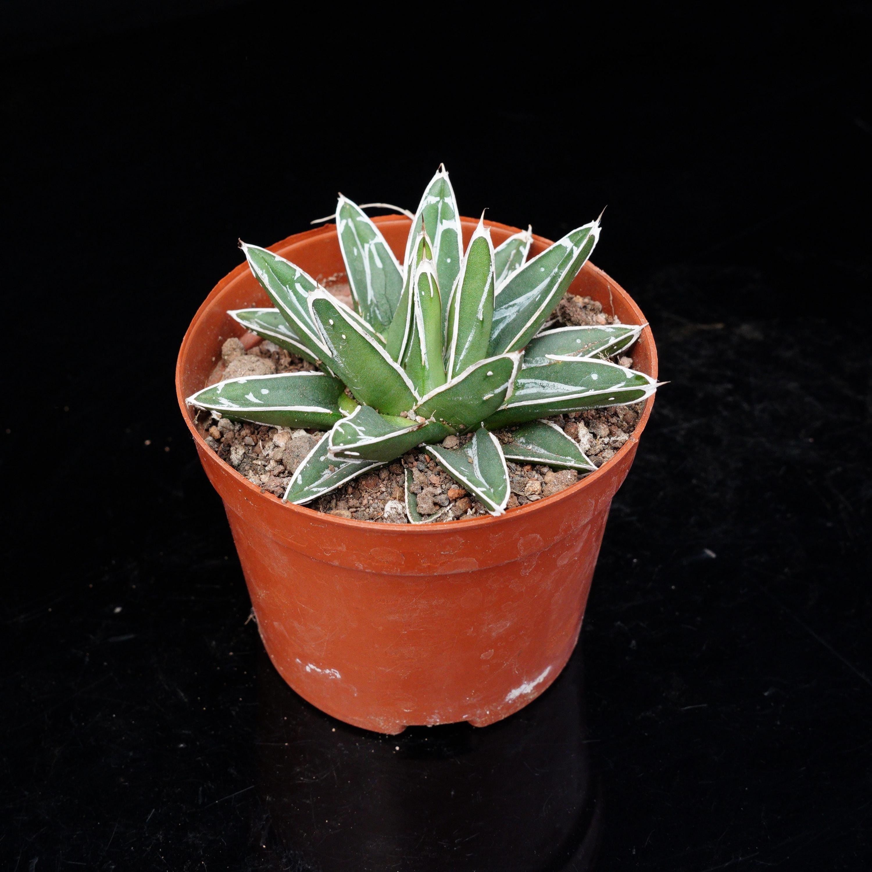 Agave potatorum - Etsy 日本